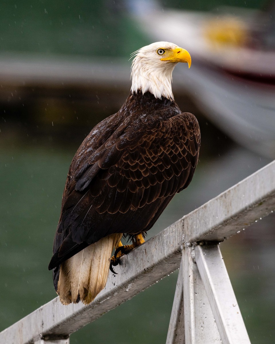 Bald Eagle - ML637430447