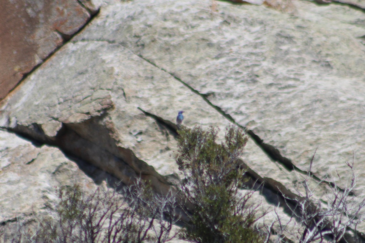 Pinyon Jay - ML637430506