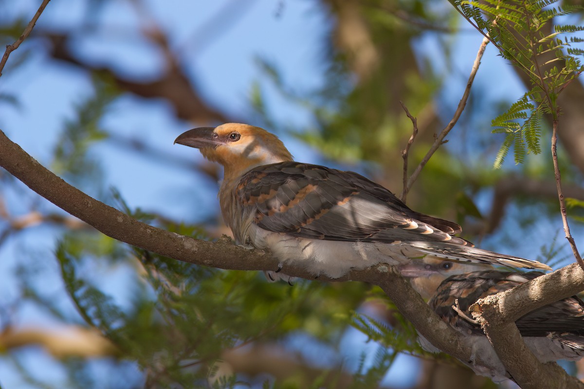 Channel-billed Cuckoo - ML637430509