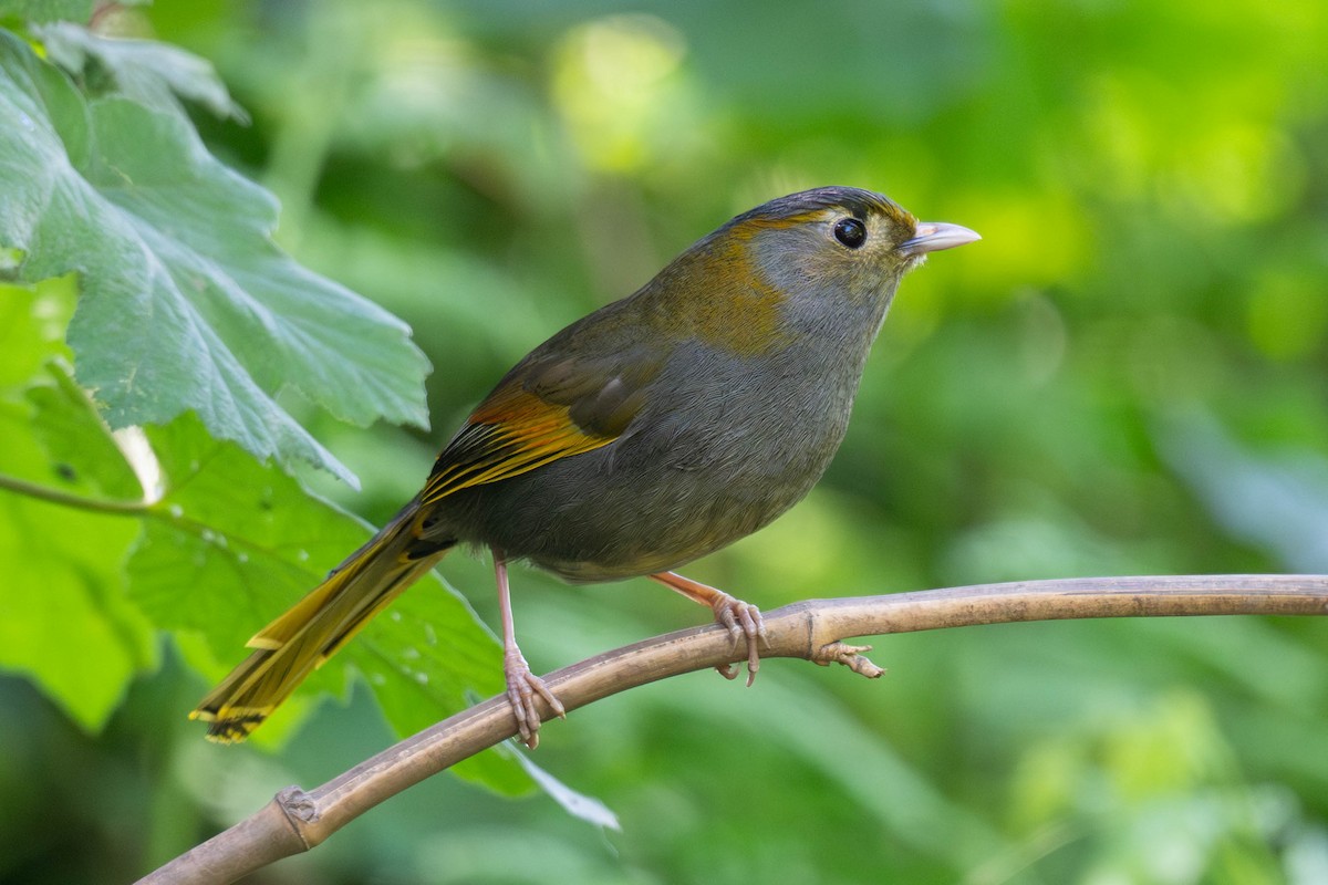 Emei Shan Liocichla - ML637430517