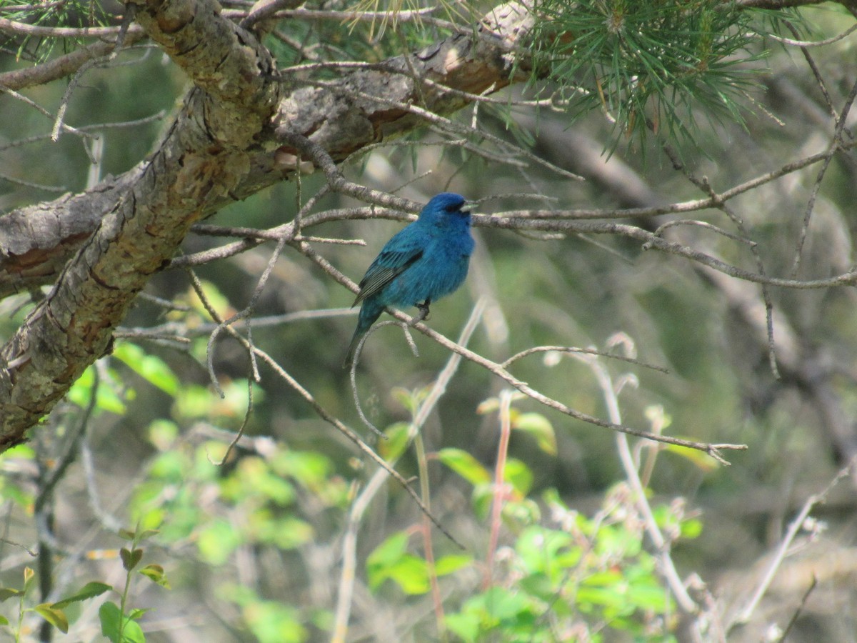 Indigo Bunting - ML637430545