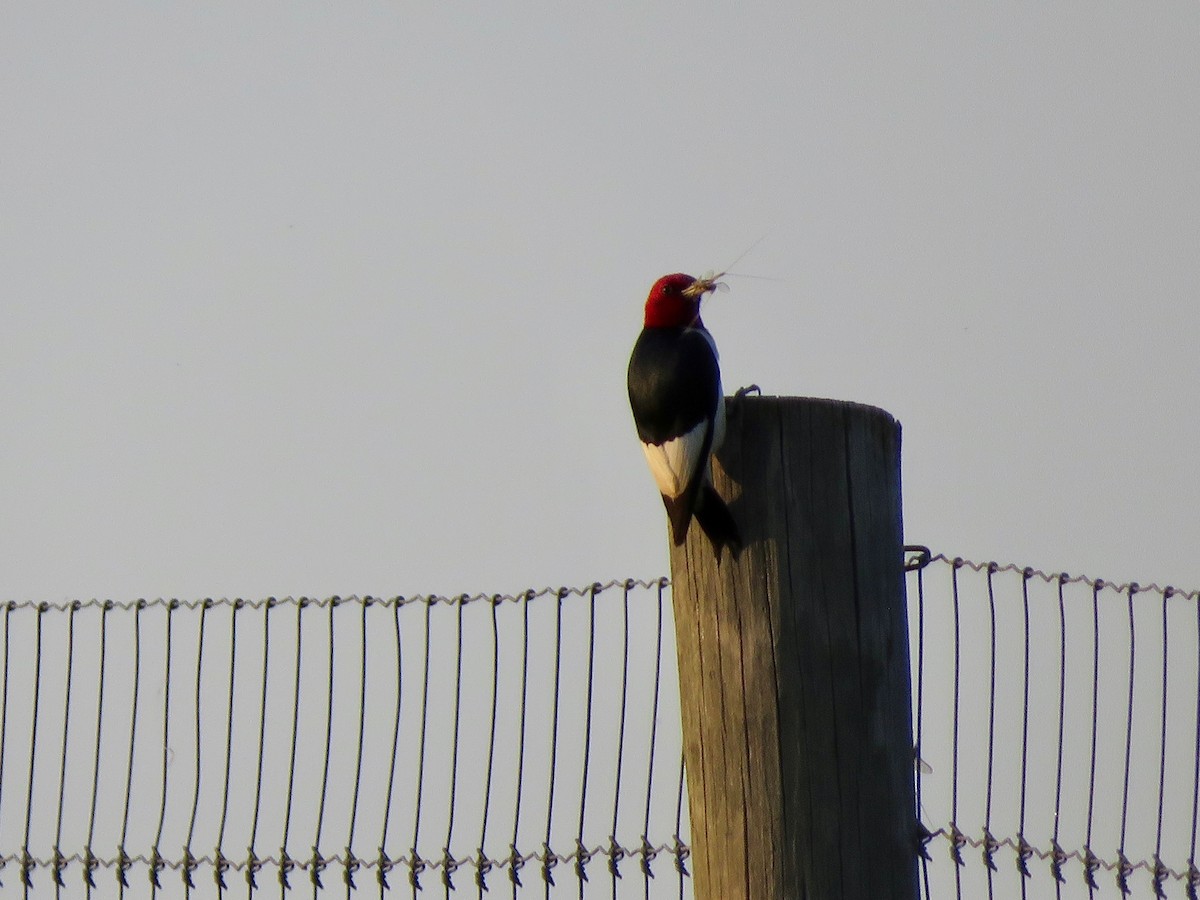 Red-headed Woodpecker - ML637430553