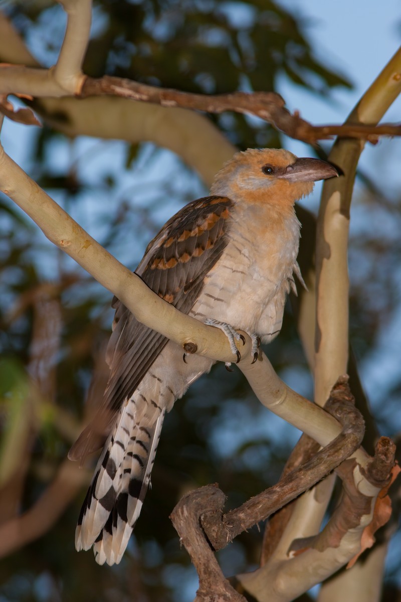 Channel-billed Cuckoo - ML637430563