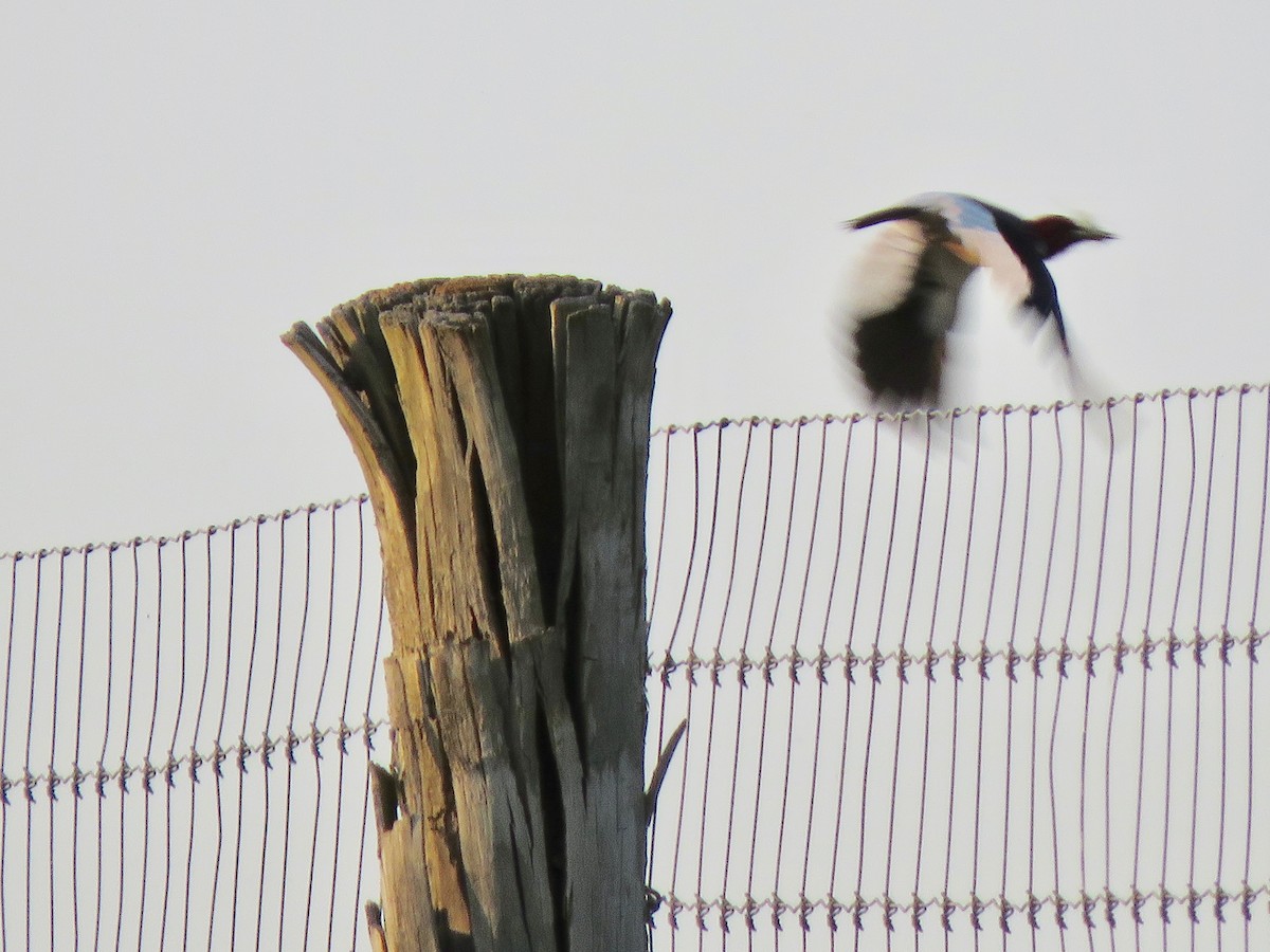 Red-headed Woodpecker - ML637430572