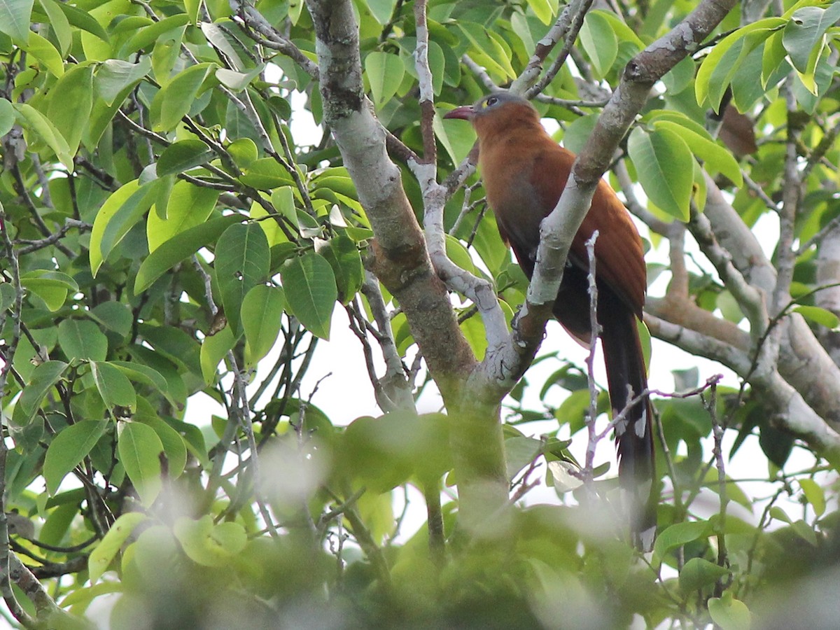 Black-bellied Cuckoo - ML637430598