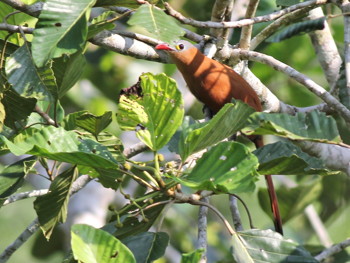 Black-bellied Cuckoo - ML637430600