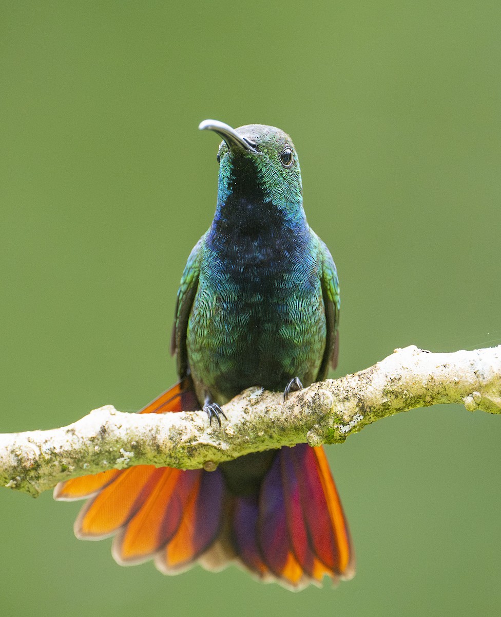 Green-breasted Mango - ML637430640