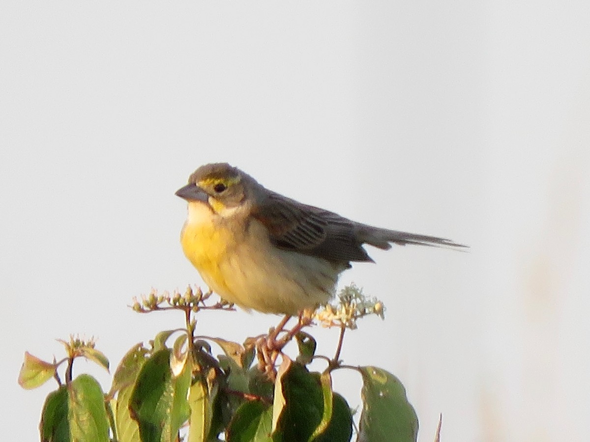 Dickcissel - ML637430649