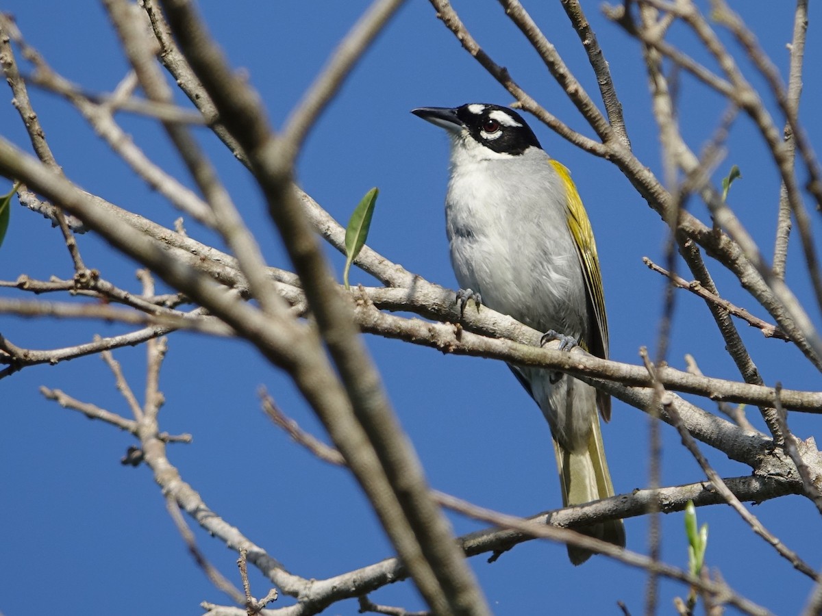 Black-crowned Palm-Tanager - ML637430700