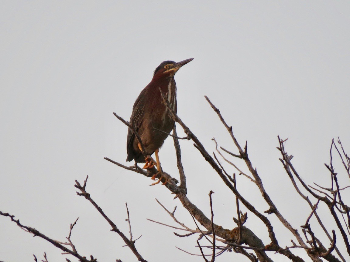 Green Heron - ML637430714
