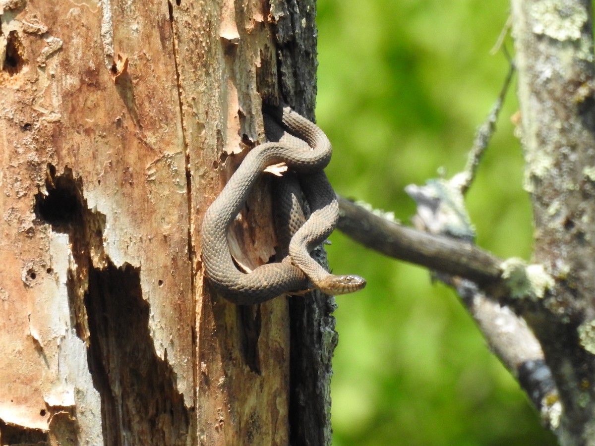 Animals - ML637430727