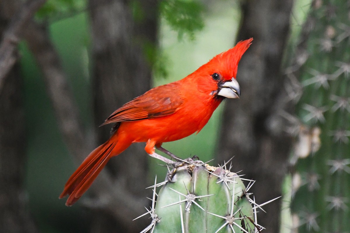 Vermilion Cardinal - ML637430729