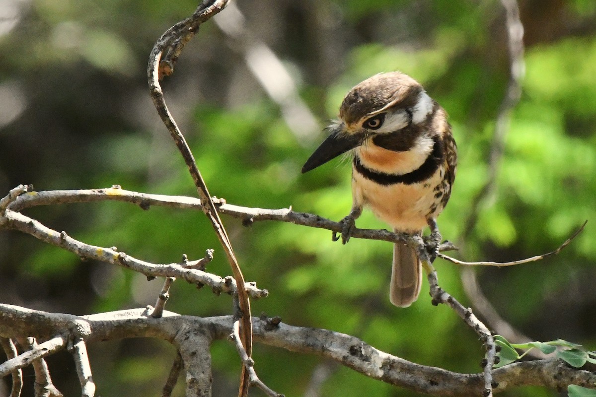 Russet-throated Puffbird - ML637430744
