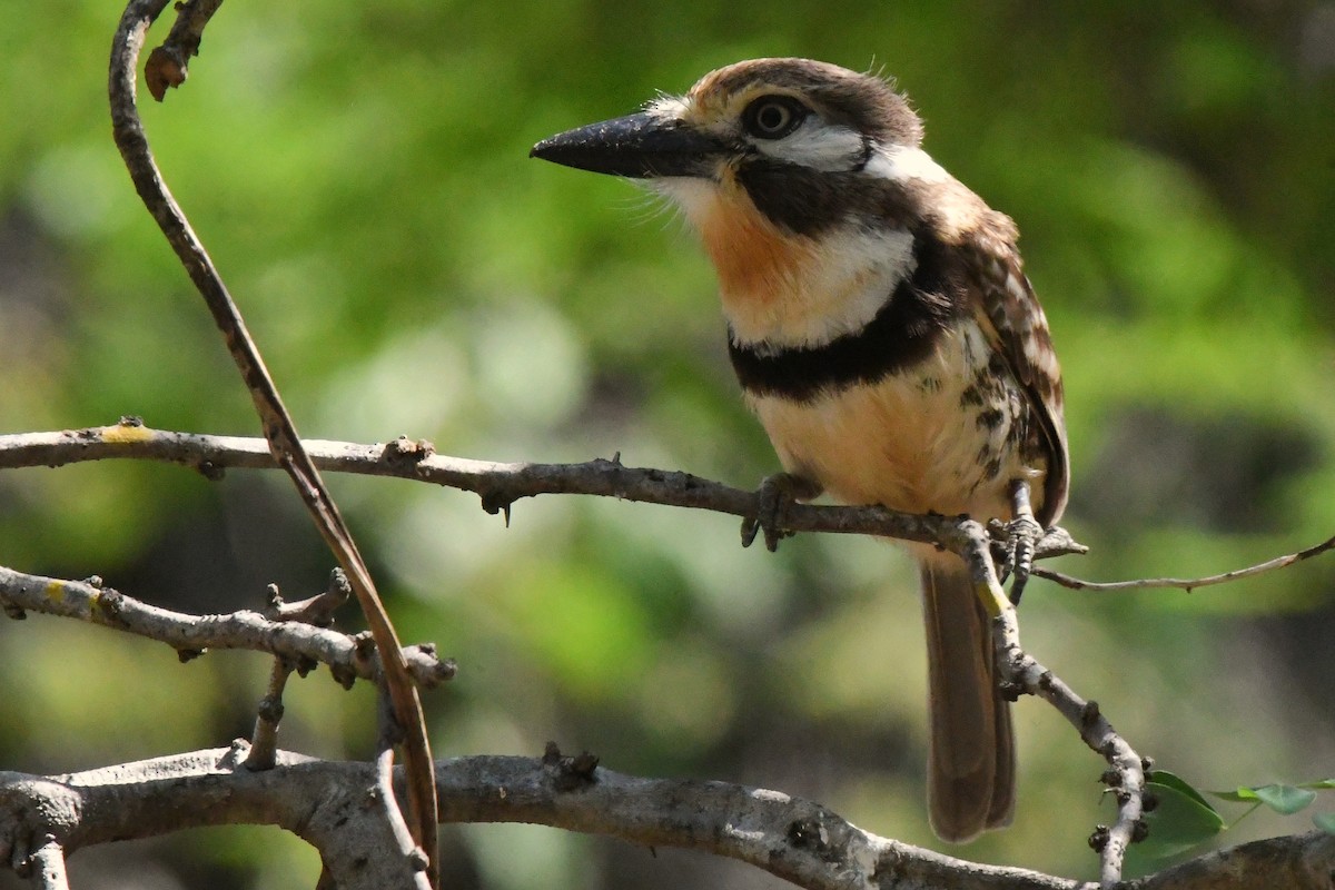 Russet-throated Puffbird - ML637430745