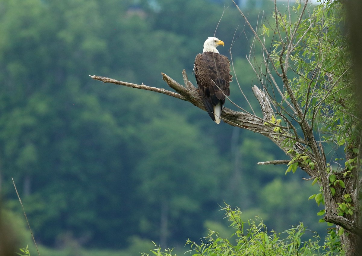 Bald Eagle - ML637430771