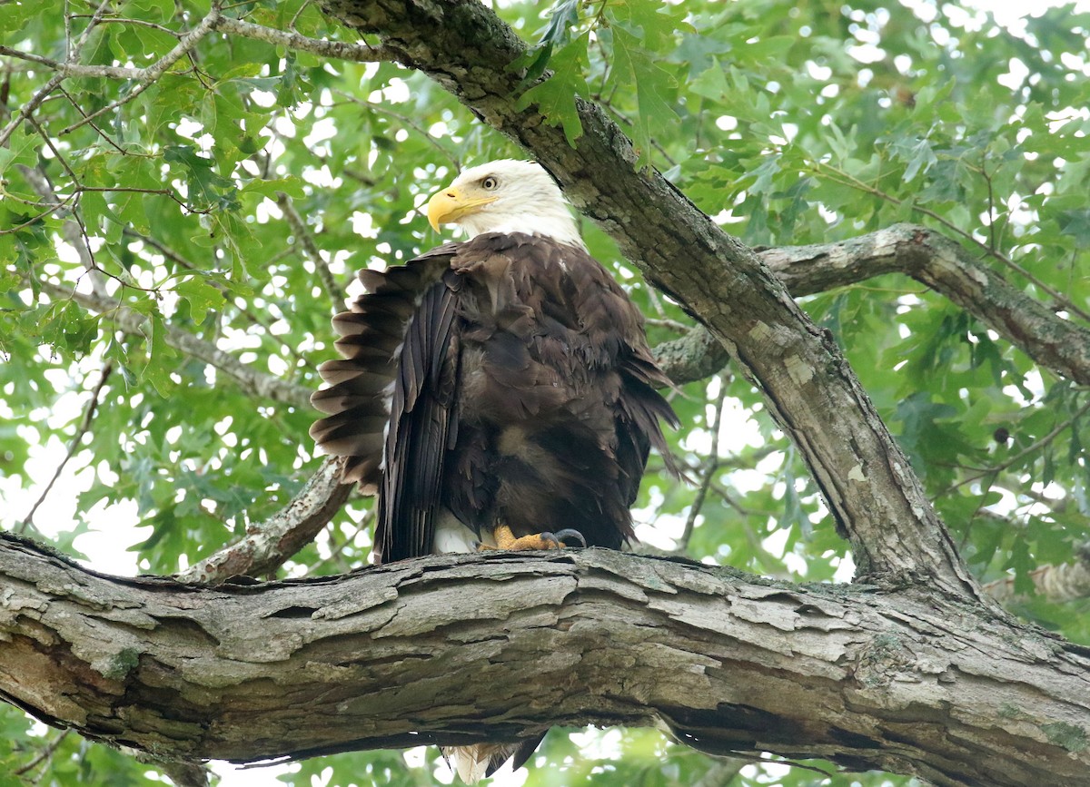 Bald Eagle - ML637430772