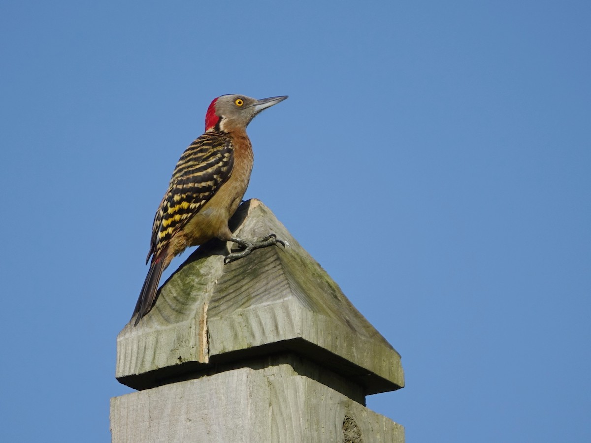 Hispaniolan Woodpecker - ML637430777