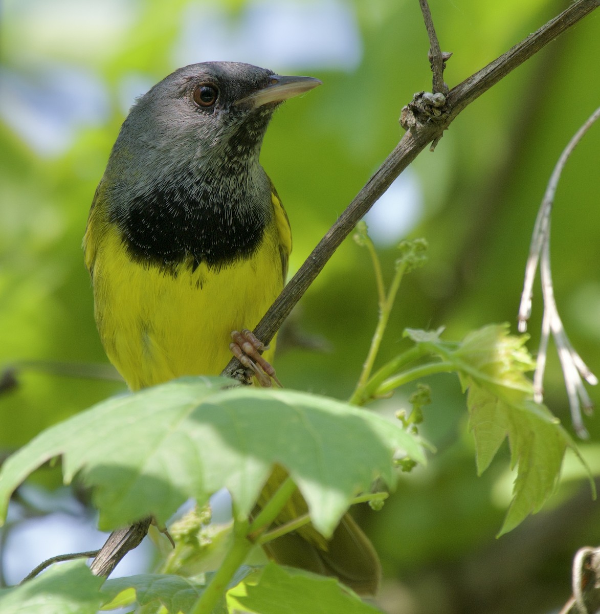 Mourning Warbler - ML637430805