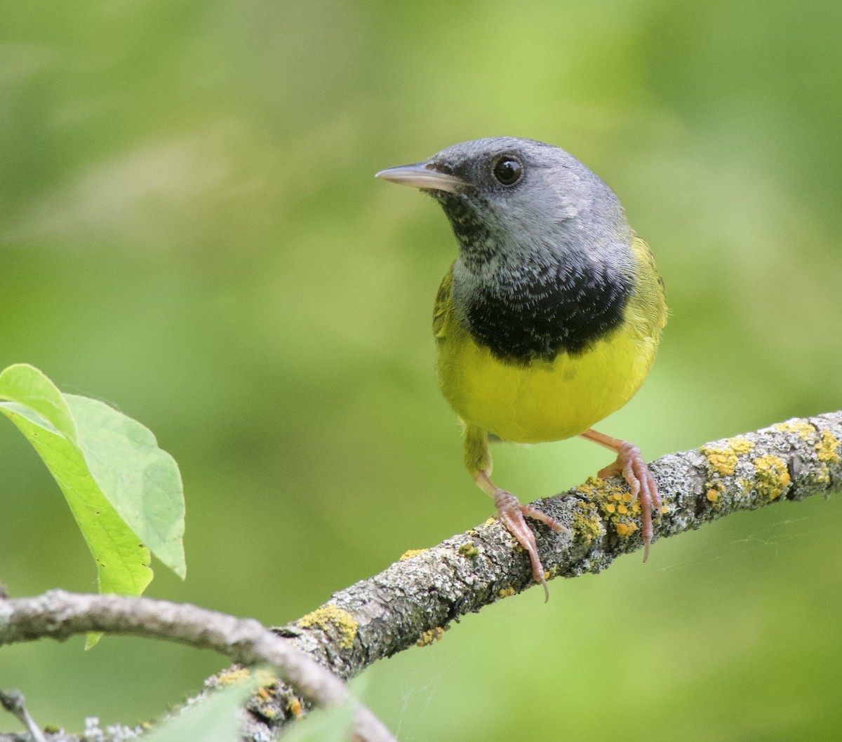 Mourning Warbler - ML637430806
