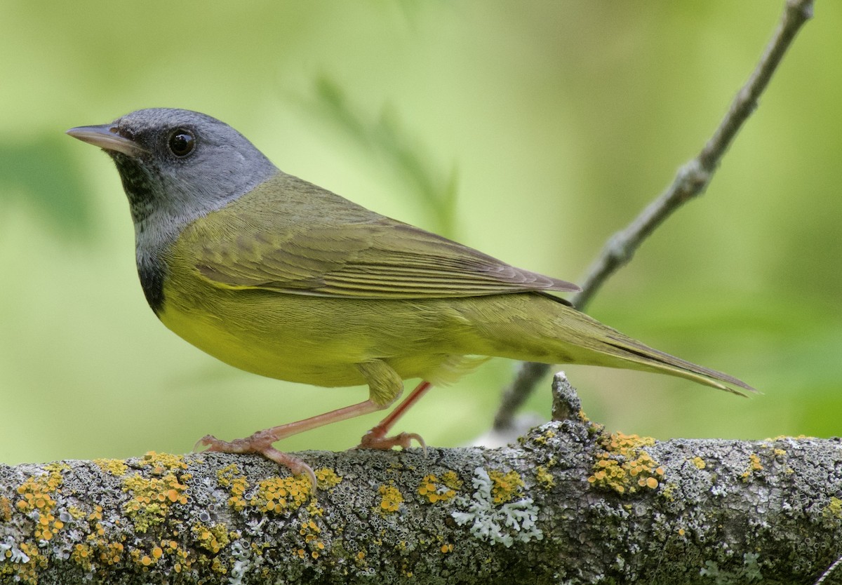 Mourning Warbler - ML637430807