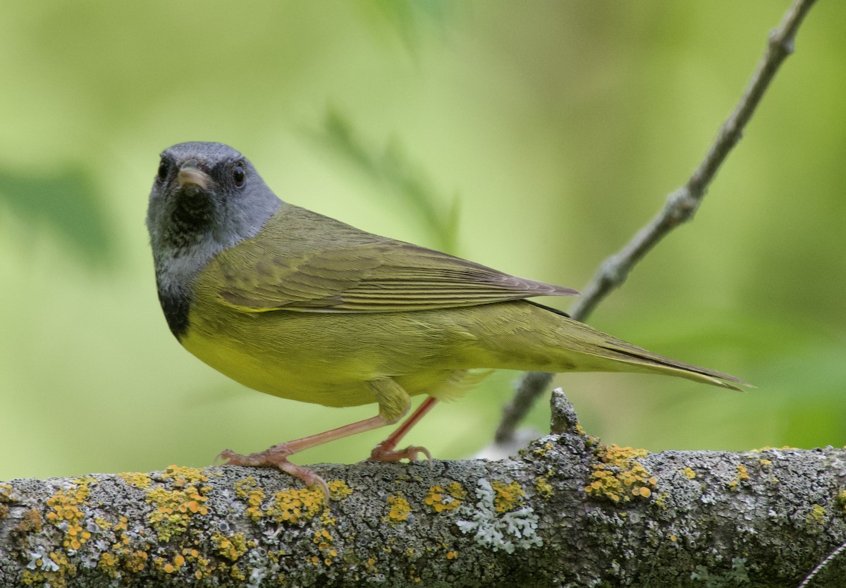 Mourning Warbler - ML637430808