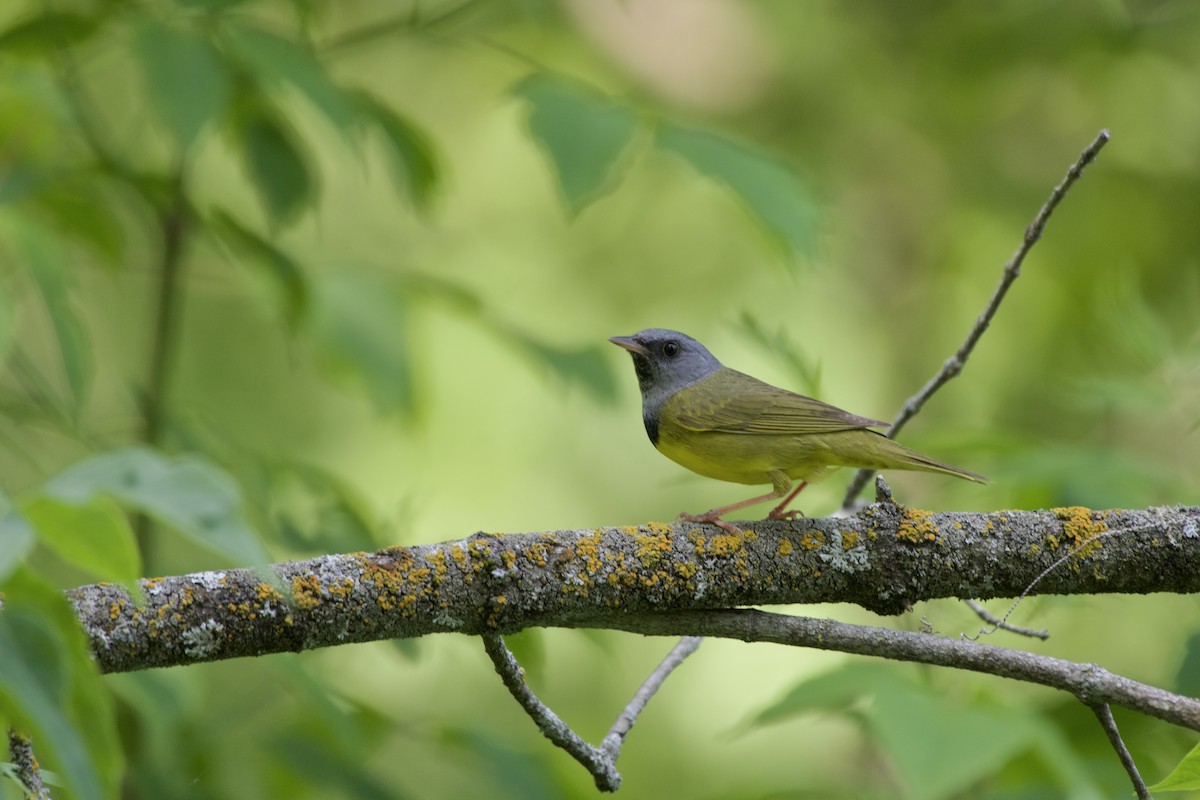 Mourning Warbler - ML637430809