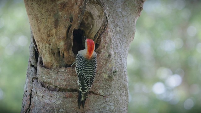 Red-bellied Woodpecker - ML637430855