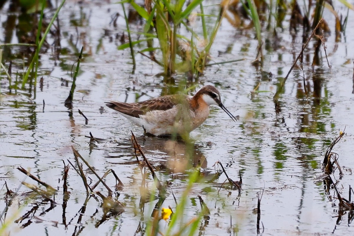 Wilson's Phalarope - ML637430930