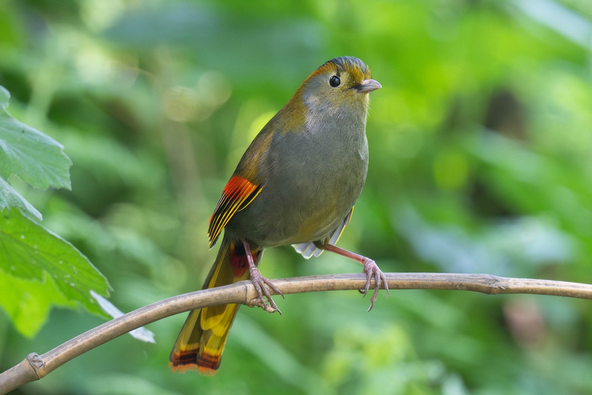 Emei Shan Liocichla - ML637430937
