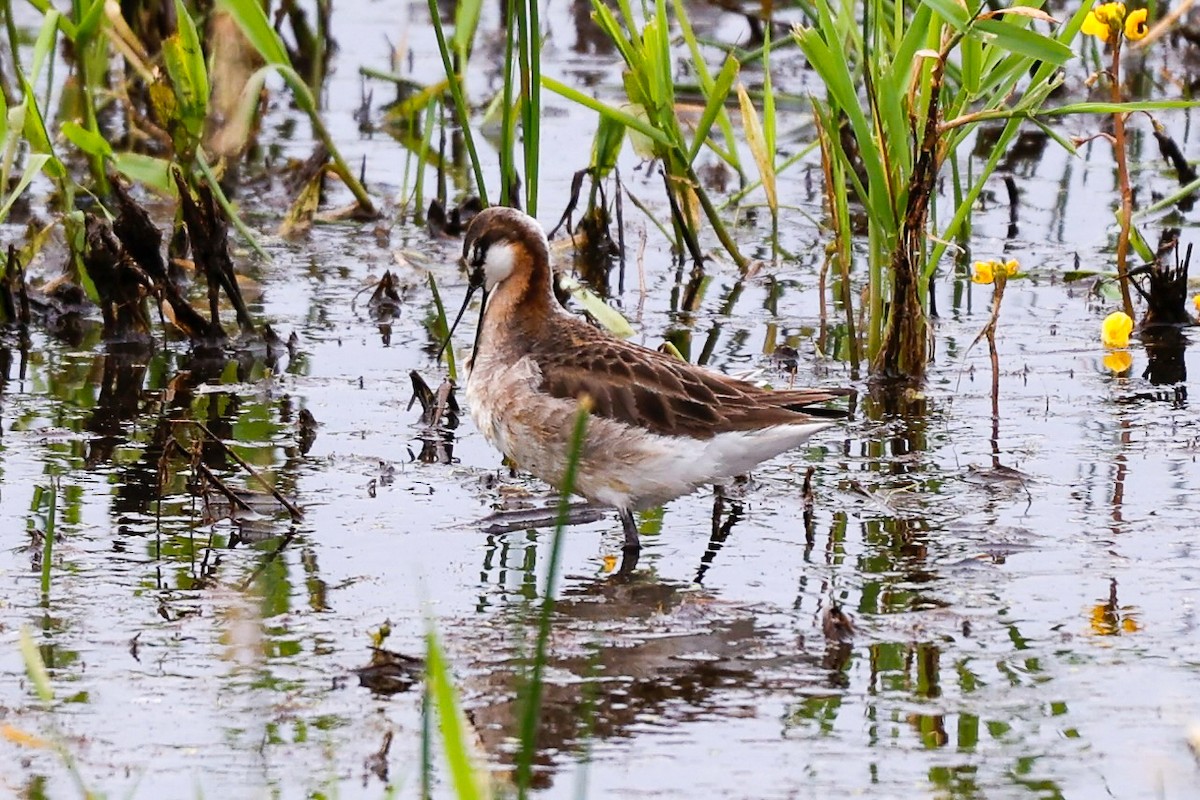 Wilson's Phalarope - ML637430938