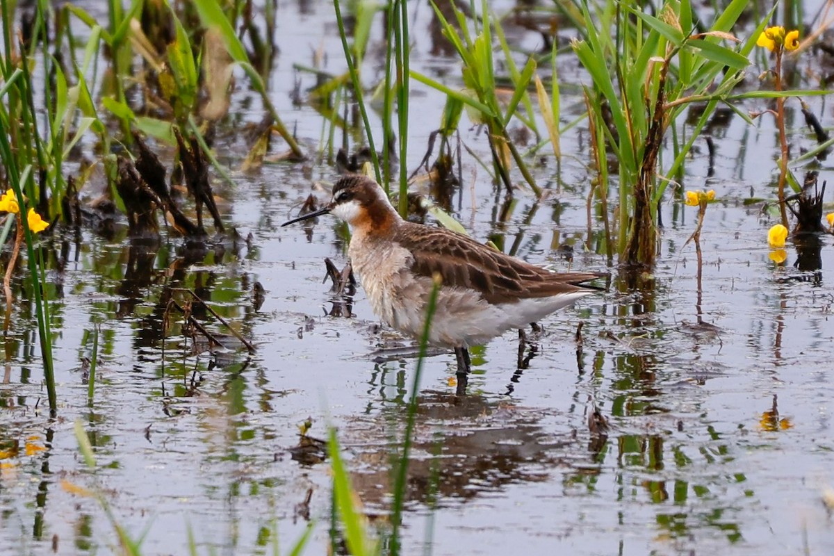 Wilson's Phalarope - ML637430957