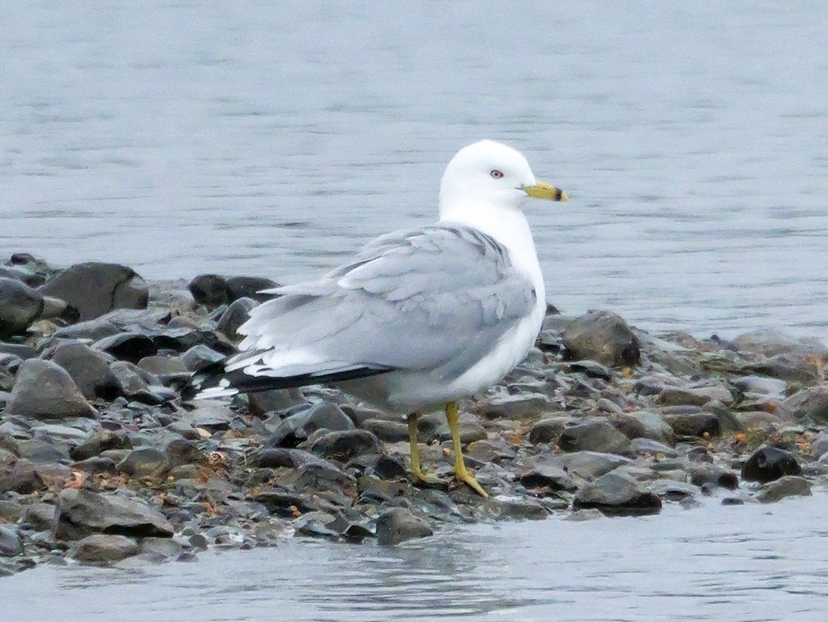 Ring-billed Gull - ML637430962