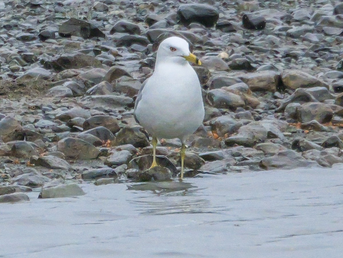 Ring-billed Gull - ML637430963
