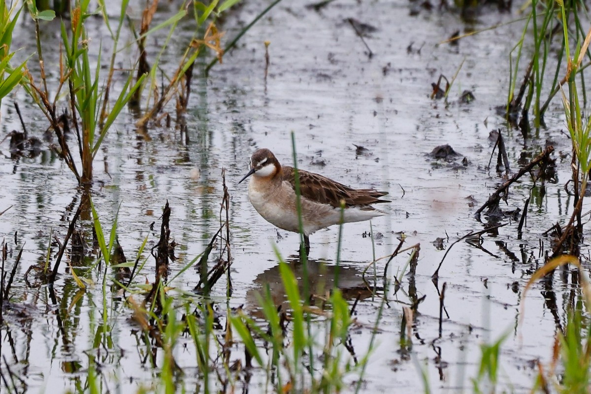 Wilson's Phalarope - ML637430969