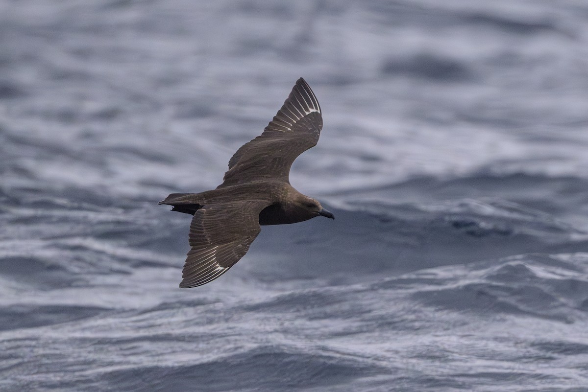 South Polar Skua - ML637430981