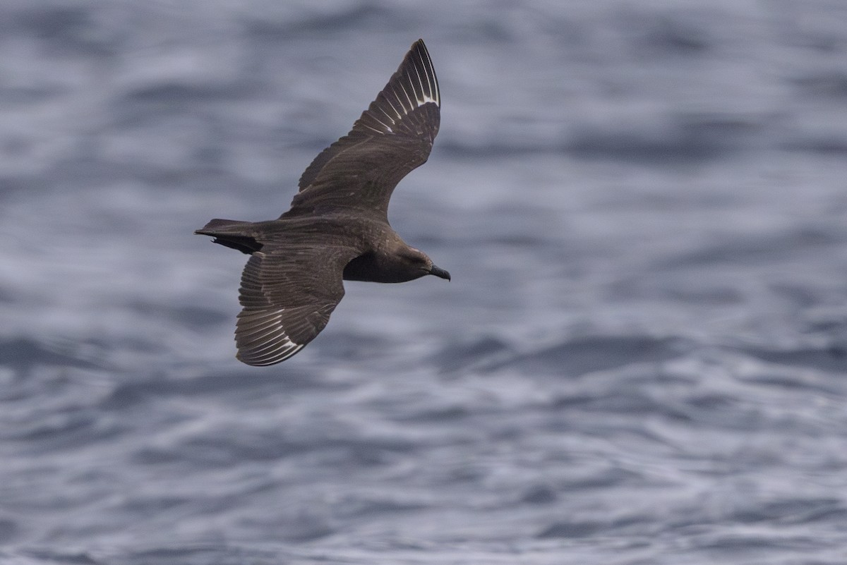 South Polar Skua - ML637430982