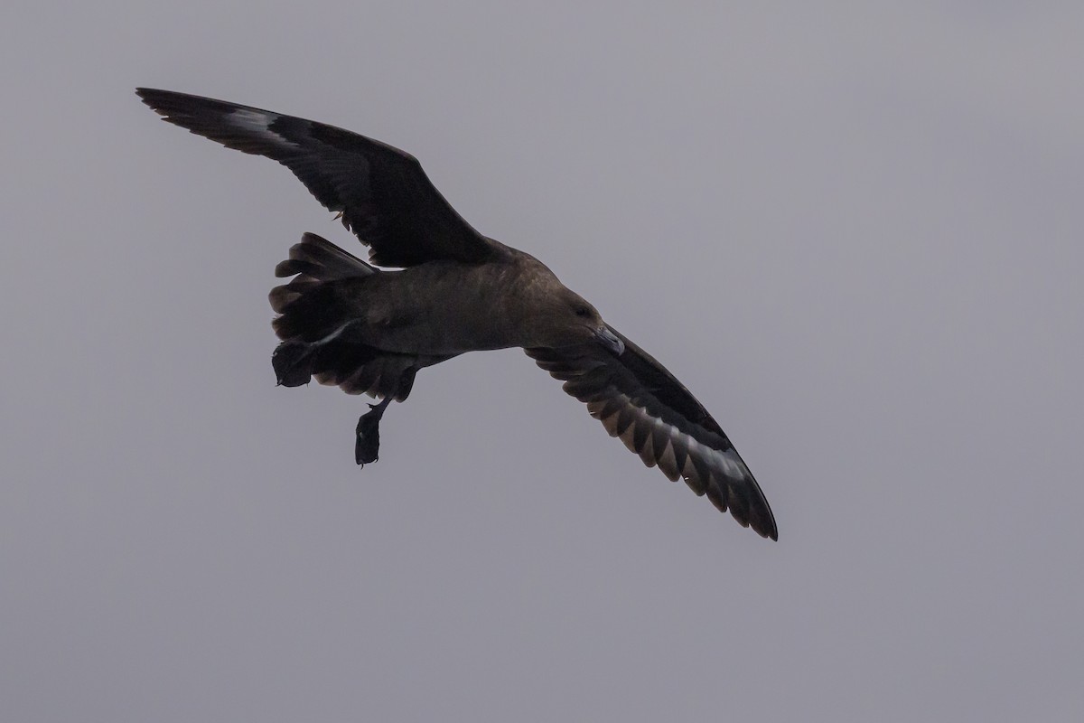 South Polar Skua - ML637430983