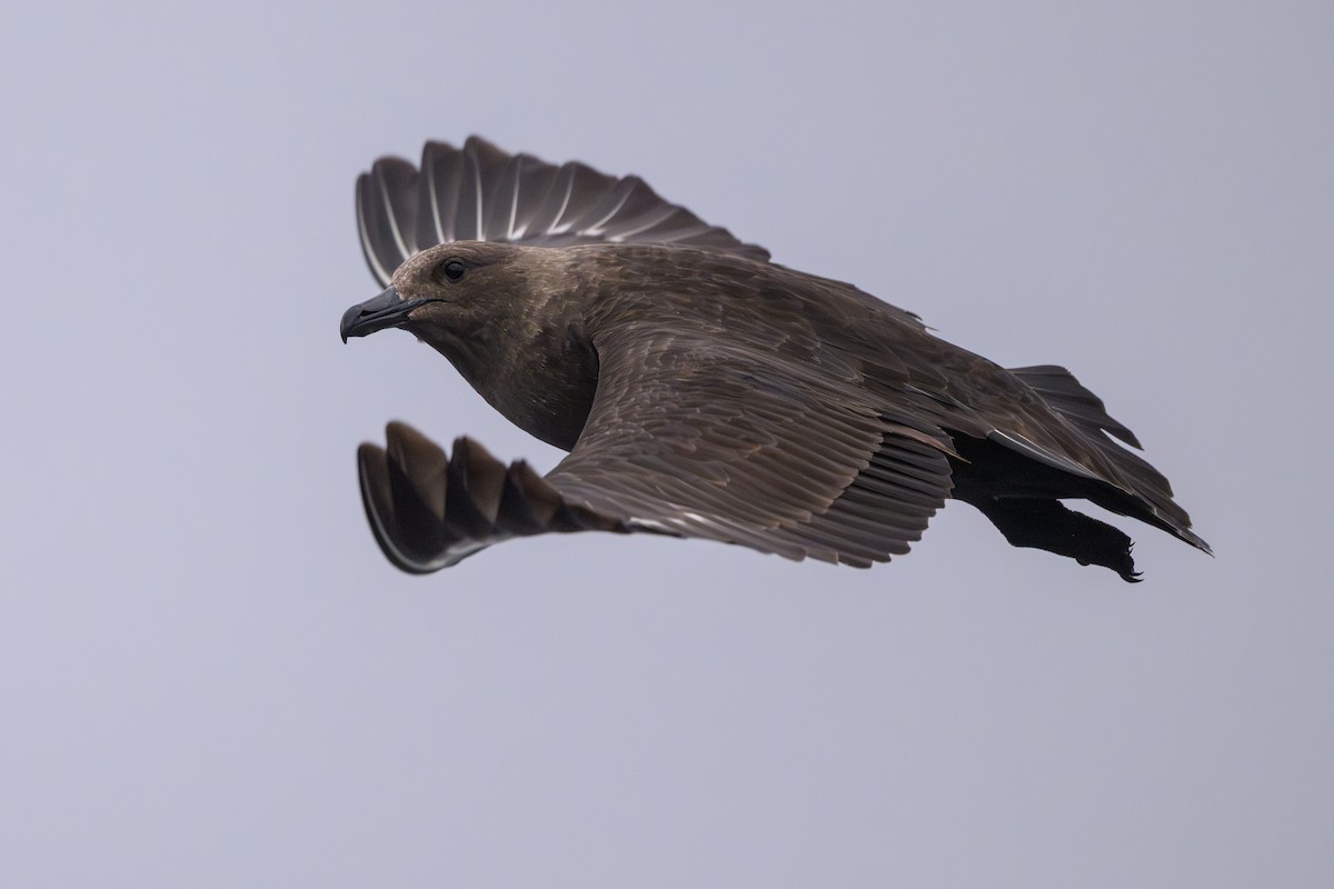 South Polar Skua - ML637430992