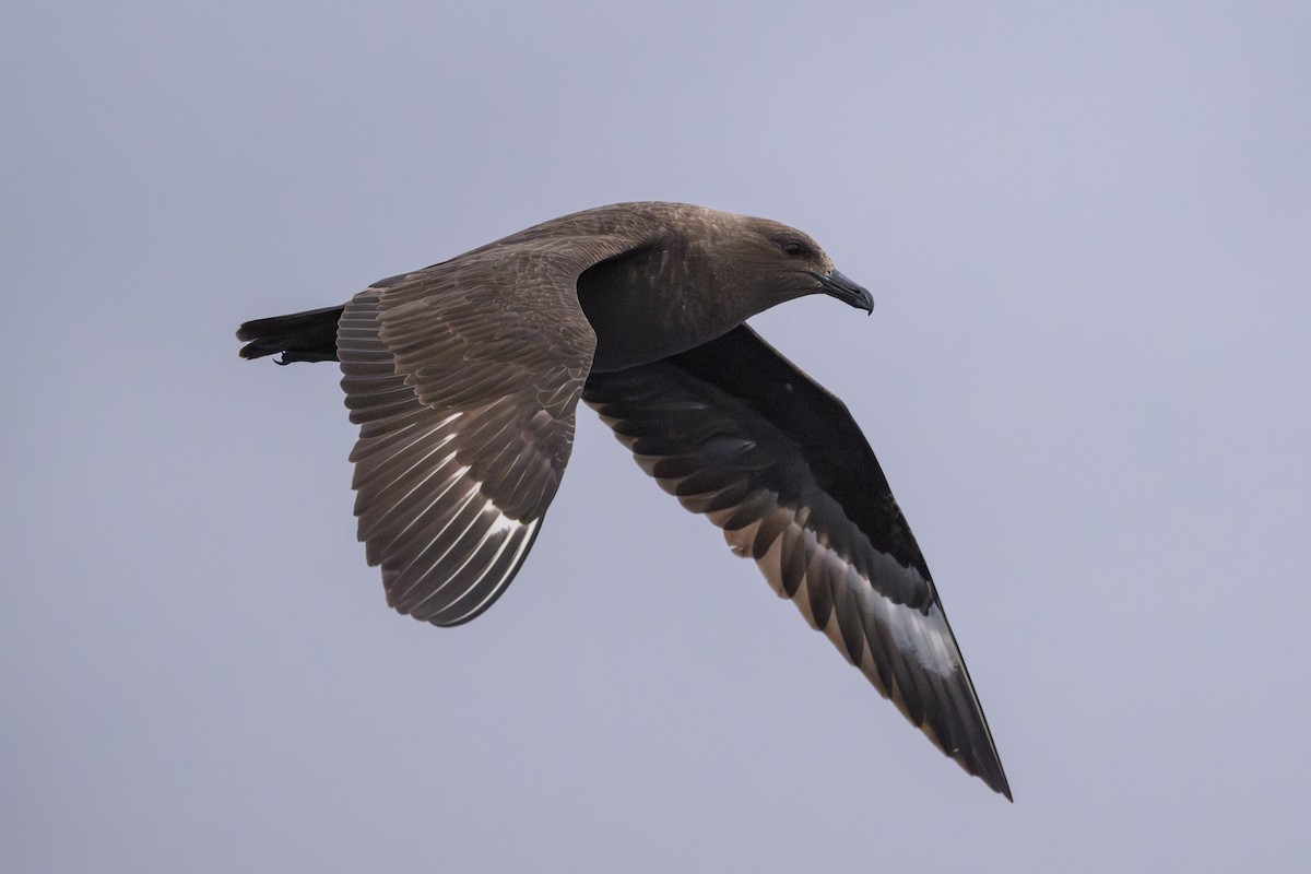 South Polar Skua - ML637430993