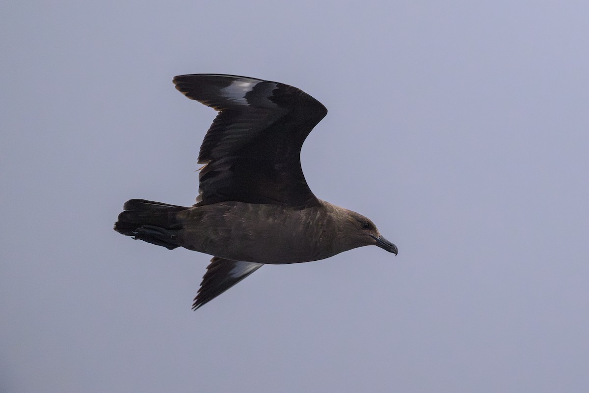 South Polar Skua - ML637430994