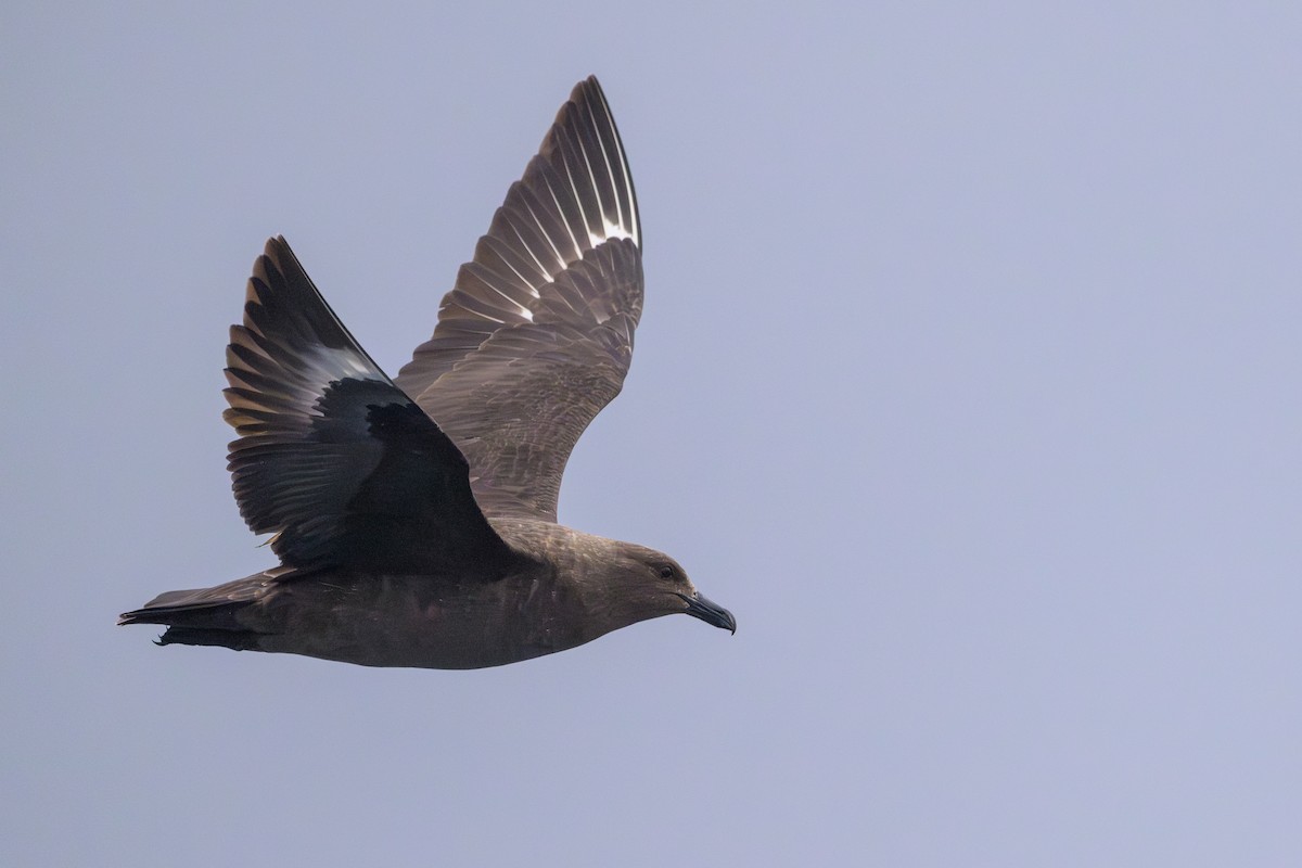South Polar Skua - ML637430996