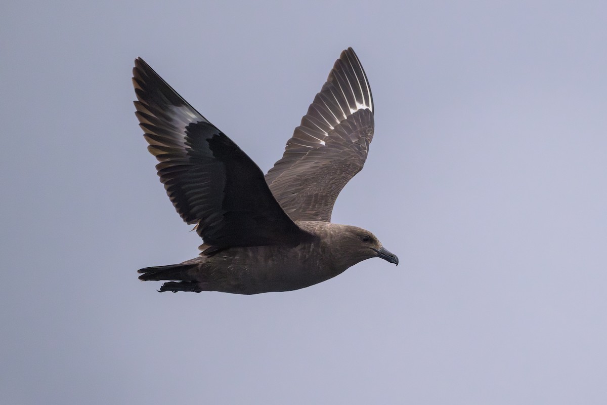 South Polar Skua - ML637430997