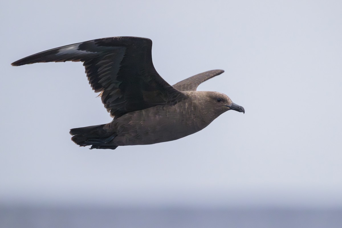 South Polar Skua - ML637430998