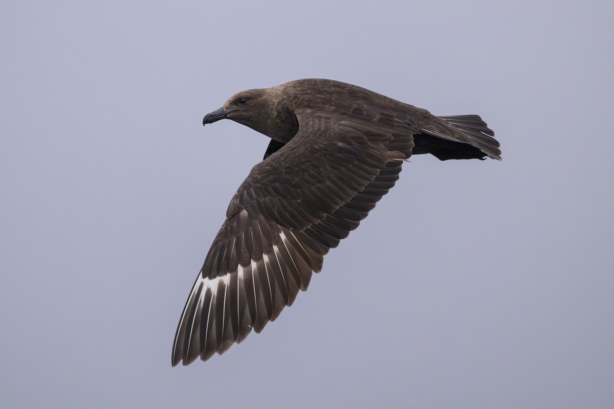 South Polar Skua - ML637430999