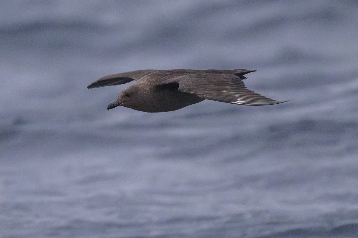 South Polar Skua - ML637431014