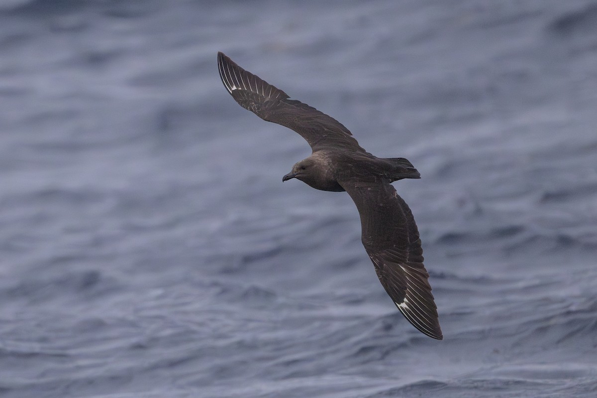 South Polar Skua - ML637431015