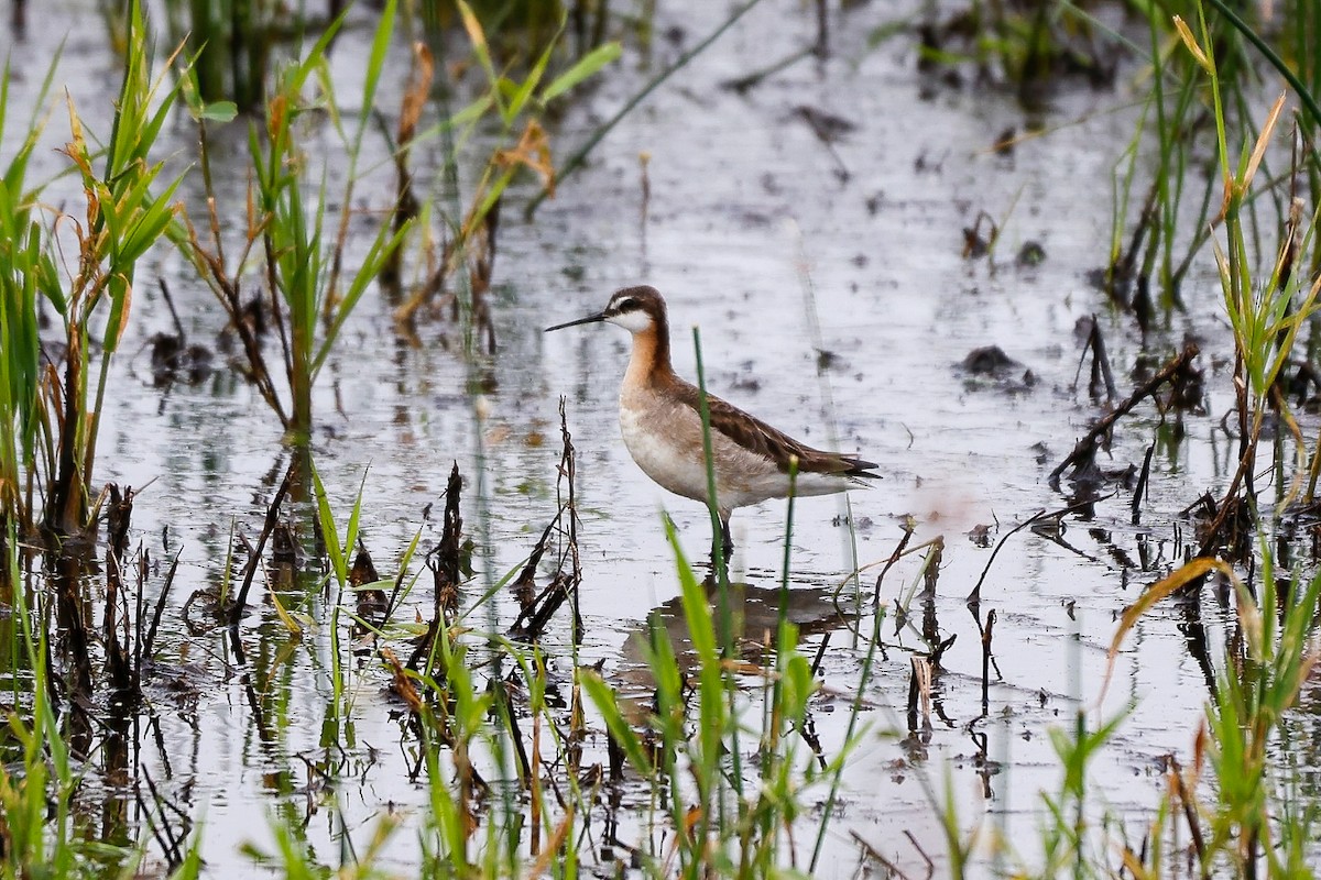 Wilson's Phalarope - ML637431016