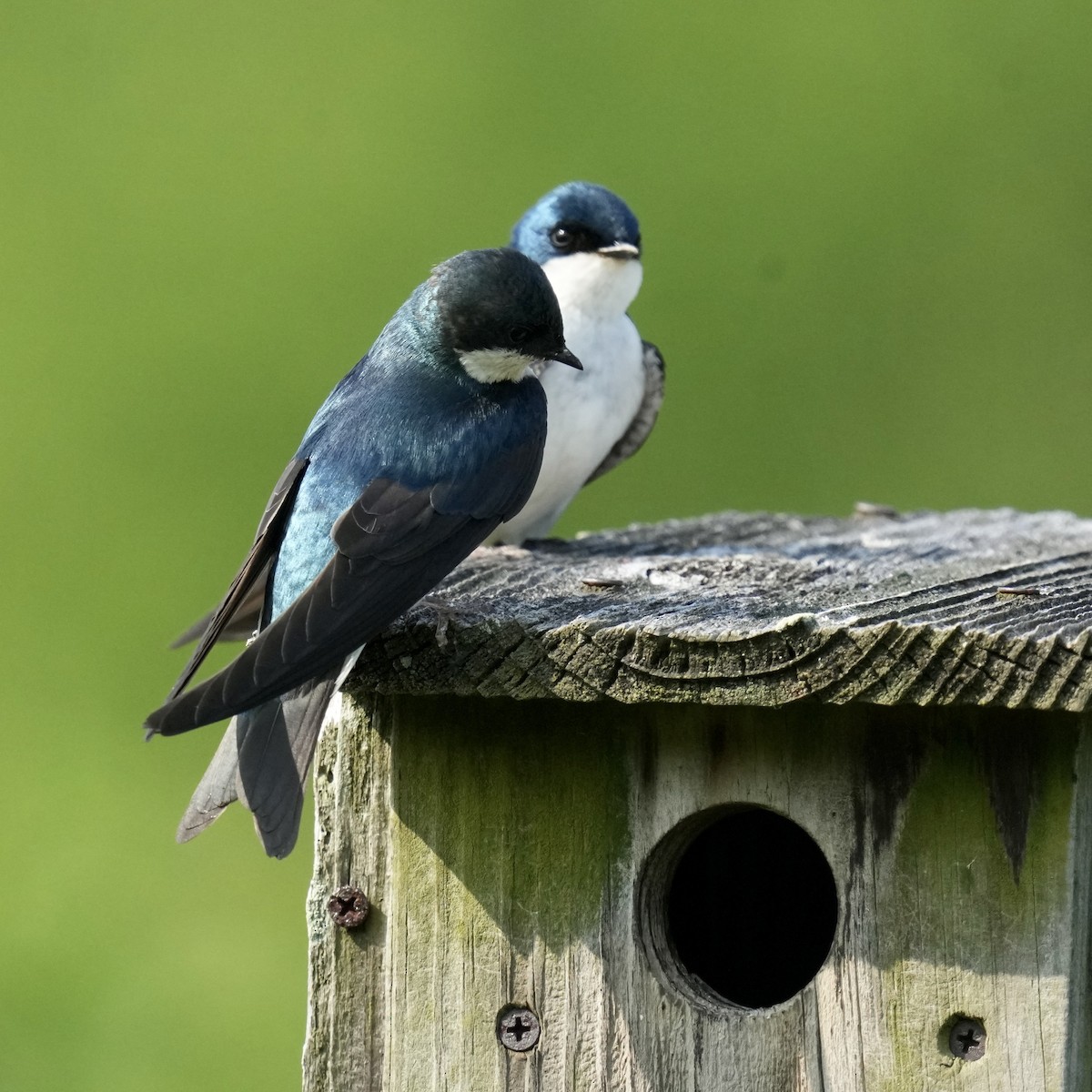 Tree Swallow - ML637431070