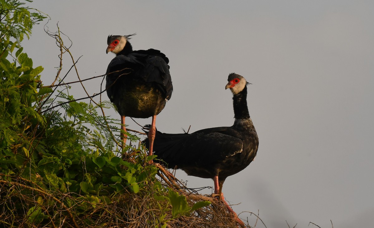 Northern Screamer - ML637431127