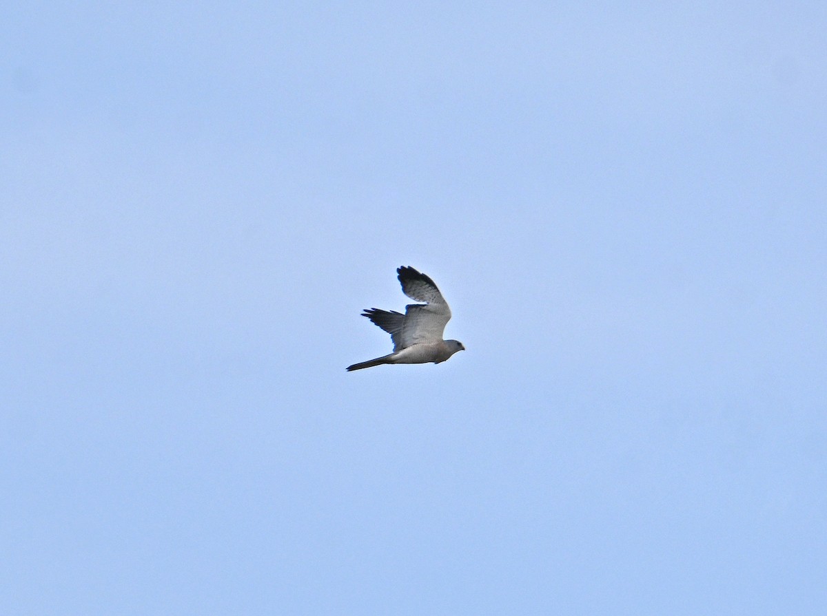 Levant Sparrowhawk - ML637431136
